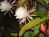 �N���b�N����Ƒ傫�Ȏʐ^�ɂȂ�܂�